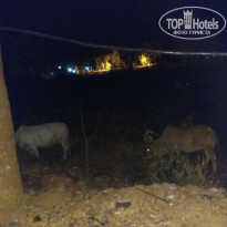 фото из отзыва ID 1459606