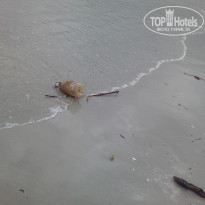 фото из отзыва ID 1460459