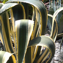 фото из отзыва ID 1460599