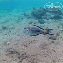 фото из отзыва ID 1460715