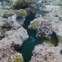 фото из отзыва ID 1460715