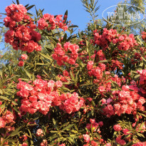 фото из отзыва ID 1461105