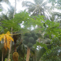 фото из отзыва ID 1461137