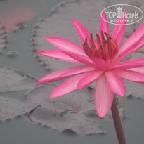 фото из отзыва ID 1461137