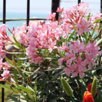 фото из отзыва ID 1461411