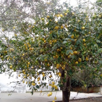 фото из отзыва ID 1462515