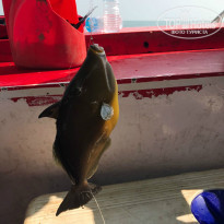 фото из отзыва ID 1462808