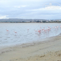 фото из отзыва ID 1463074