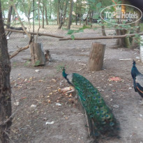 фото из отзыва ID 1463360