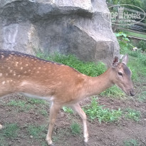 фото из отзыва ID 1465535