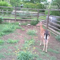 фото из отзыва ID 1465535