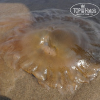 фото из отзыва ID 1465806