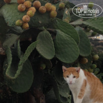 фото из отзыва ID 1467020