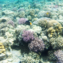 фото из отзыва ID 1468245