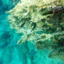 фото из отзыва ID 1468245