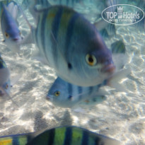 фото из отзыва ID 1468245