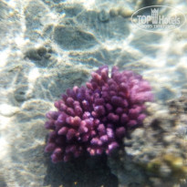 фото из отзыва ID 1468245