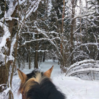 фото из отзыва ID 1468260