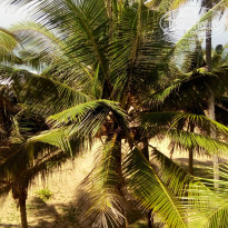 фото из отзыва ID 1469011