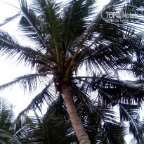 фото из отзыва ID 1469011