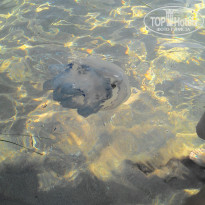 фото из отзыва ID 1469161