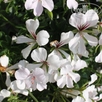 фото из отзыва ID 1469540