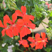 фото из отзыва ID 1469540