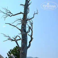 фото из отзыва ID 1467045