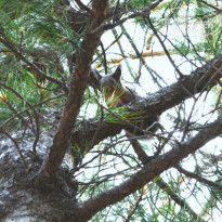 фото из отзыва ID 1467045