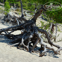 фото из отзыва ID 1467045