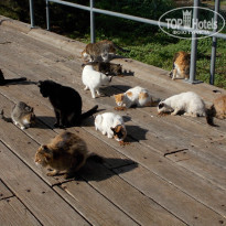 фото из отзыва ID 1470439