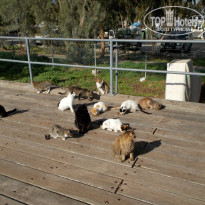 фото из отзыва ID 1470439