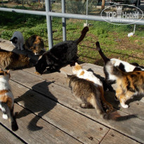 фото из отзыва ID 1470439