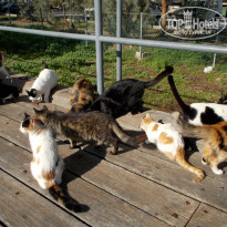 фото из отзыва ID 1470439