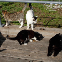 фото из отзыва ID 1470439