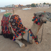 фото из отзыва ID 1470747