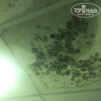 фото из отзыва ID 1471286