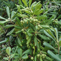 фото из отзыва ID 1471292