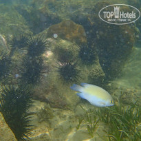 фото из отзыва ID 1471795