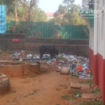 фото из отзыва ID 1472007