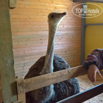 фото из отзыва ID 1472008