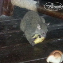 фото из отзыва ID 1472149