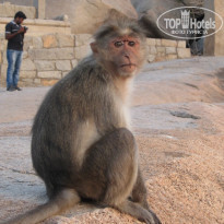 фото из отзыва ID 1472180