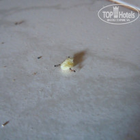 фото из отзыва ID 1472860