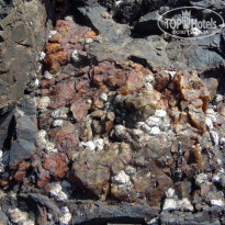 фото из отзыва ID 1472860