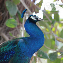 фото из отзыва ID 1473654