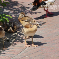 фото из отзыва ID 1473654