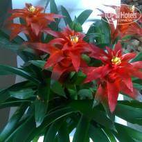 фото из отзыва ID 1475177