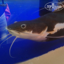 фото из отзыва ID 1475236