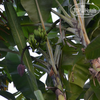 фото из отзыва ID 1475402